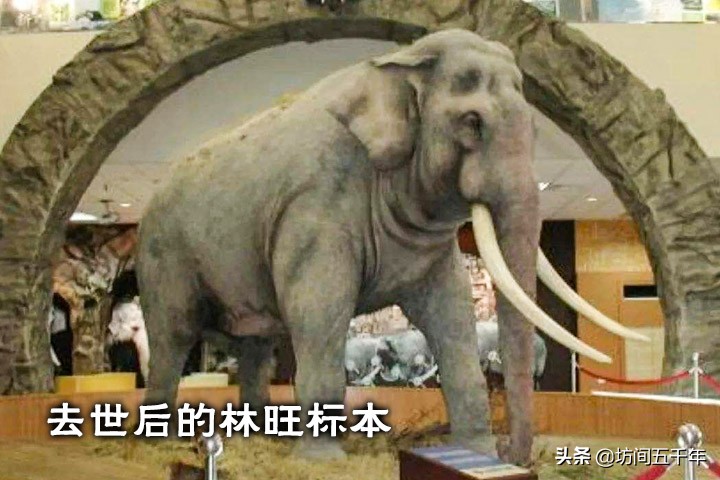 现存的史前大象有哪些,中国大象历史纪录