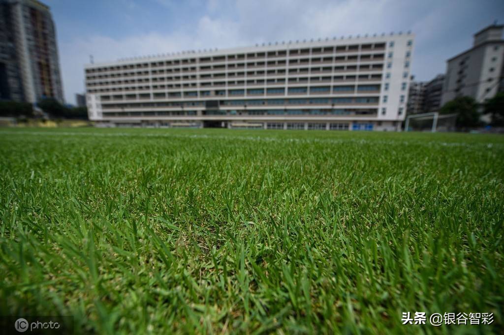为什么鸟巢不能放在房间,鸟巢为什么不做成足球场