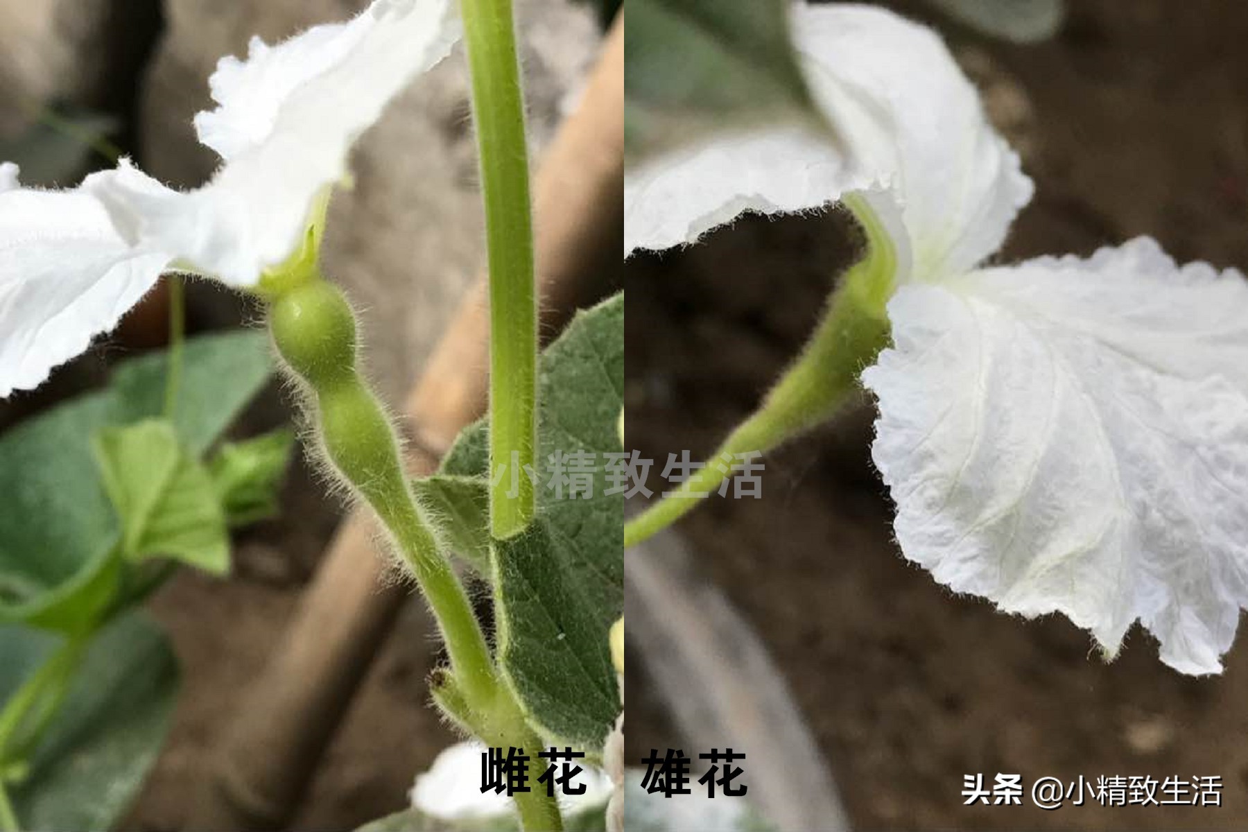 阳台种小葫芦温度高阳光强,盆里种葫芦的正确方法