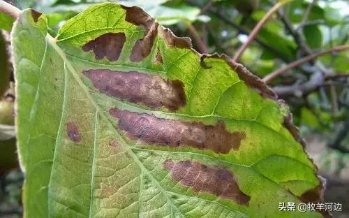 猕猴桃软枣黑斑病害治疗方法,病虫害图谱大全及答案