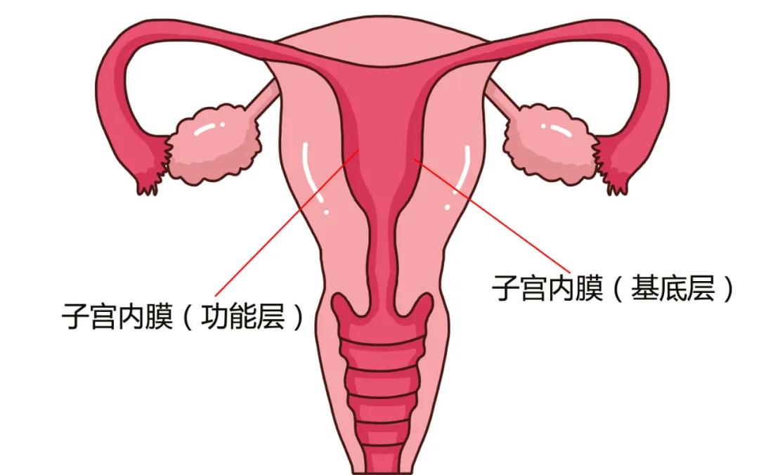子宫内膜厚和薄哪个严重,子宫内膜0.7是厚还是薄