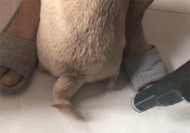 家狗身上痒有脱毛现象怎么办,狗到夏天脱毛特别严重