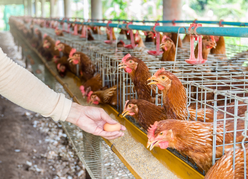 林下养鸡的技术和方法,新手养鸡100个技术视频