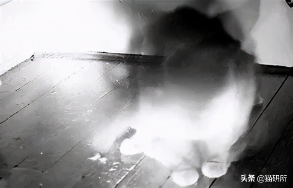 为什么猫咪那么傲娇还有人喜欢,猫咪这么可爱怎么有人舍得伤害