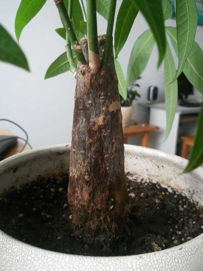 发财树枯萎了应该怎么救活,发财树干枯要不要扔掉