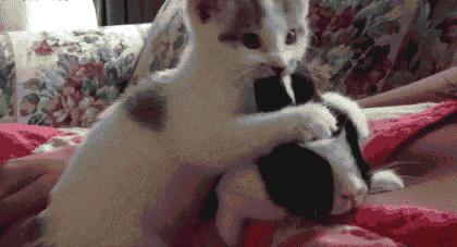 兔子摸一摸就会怀孕吗,意外发现我家兔子怀孕