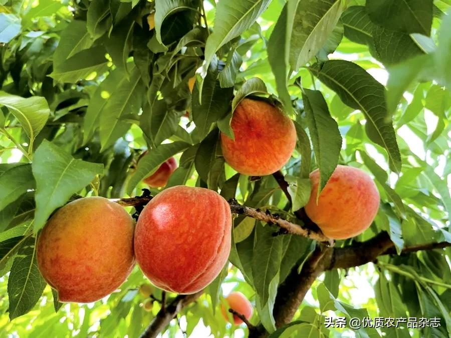 美国山区如何采摘水果的,美国农场摘桔子