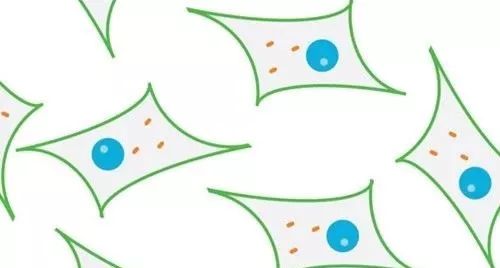 肝纤维化的研究进展,肝星形细胞和肝纤维化的关系