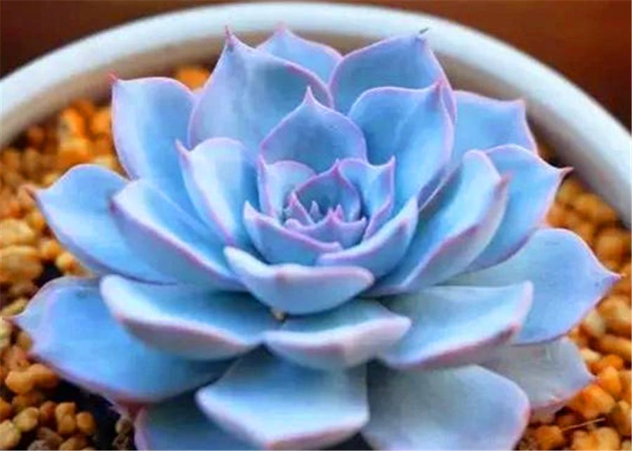 多肉蓝石莲最佳态势,多肉蓝石莲和蓝色惊喜一样吗