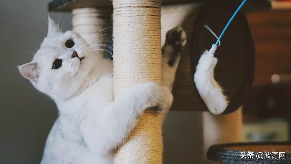 猫咪为什么掉毛特别厉害,猫咪打架掉毛秃了很大一块