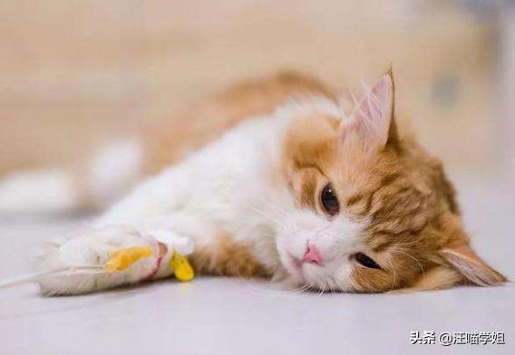 肠套叠猫咪是突发的么,猫咪一般情况下会得肠套叠吗