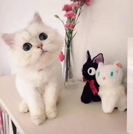 下班回家突然发现猫不见了,下班回家发现猫咪没精神