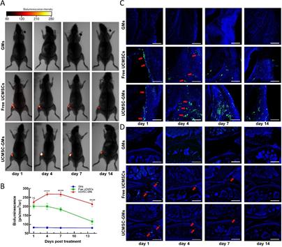 脐带血干细胞治疗膝关节怎么样,脐带间充质干细胞注射膝盖