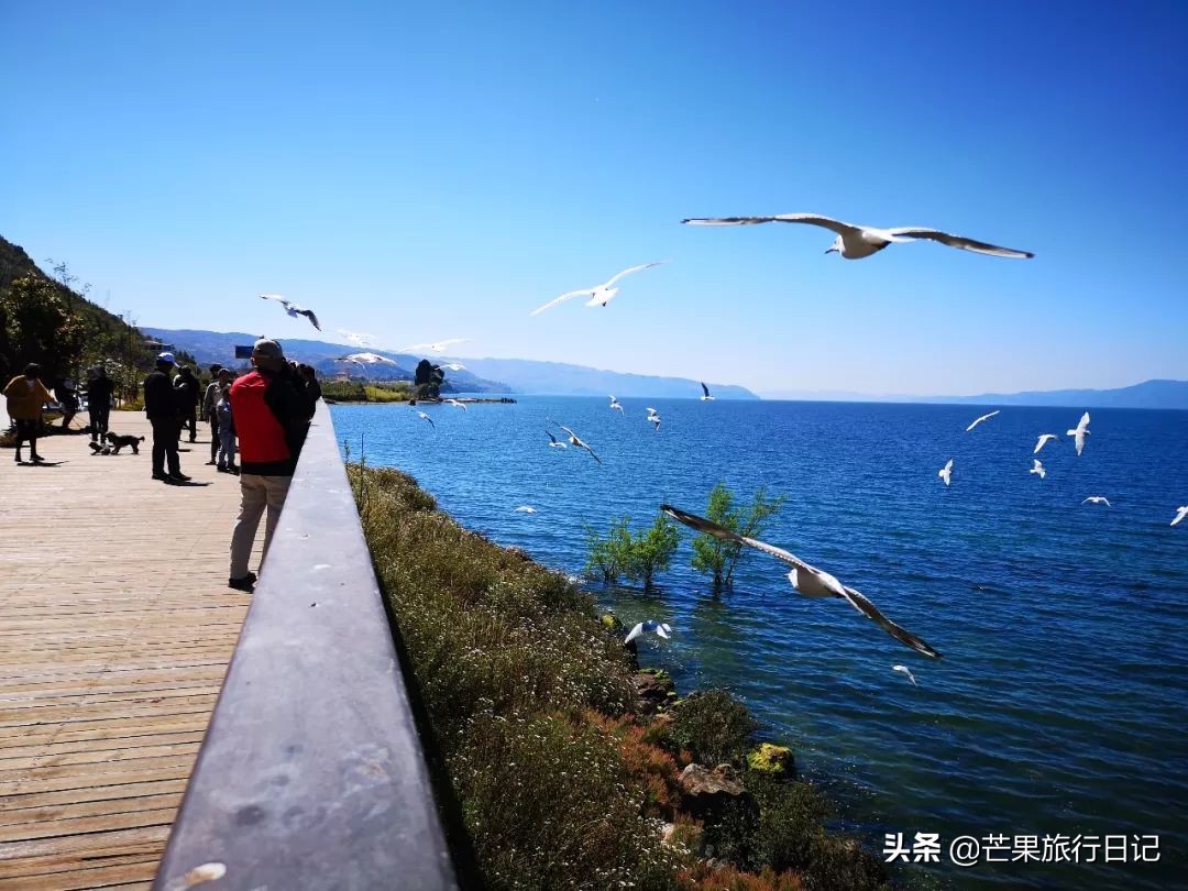 广州到云南5天旅游攻略图,广州去云南抚仙湖怎么去