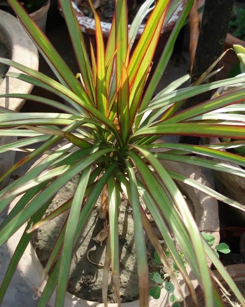 盆栽客厅千年木,养不死的客厅大绿植千年木