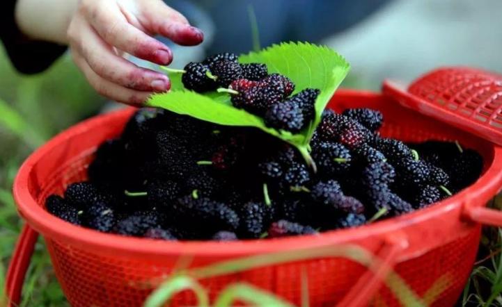 洗桑葚正确方法,洗桑葚只有清水怎么洗