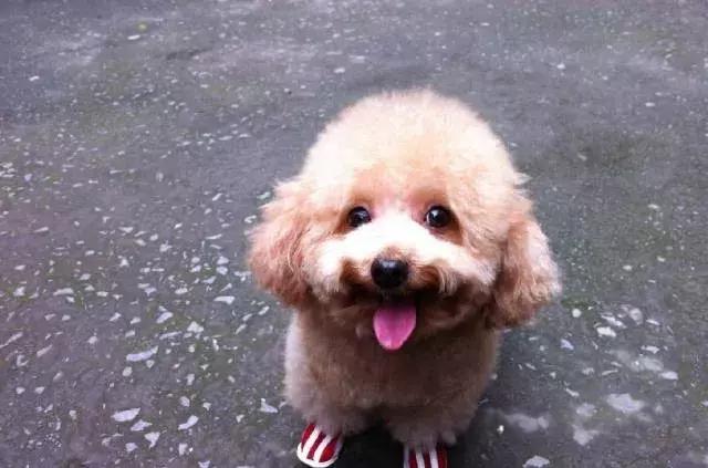 泰迪狗怎么训练得比较好,泰迪狗怎么训练29个基础动作