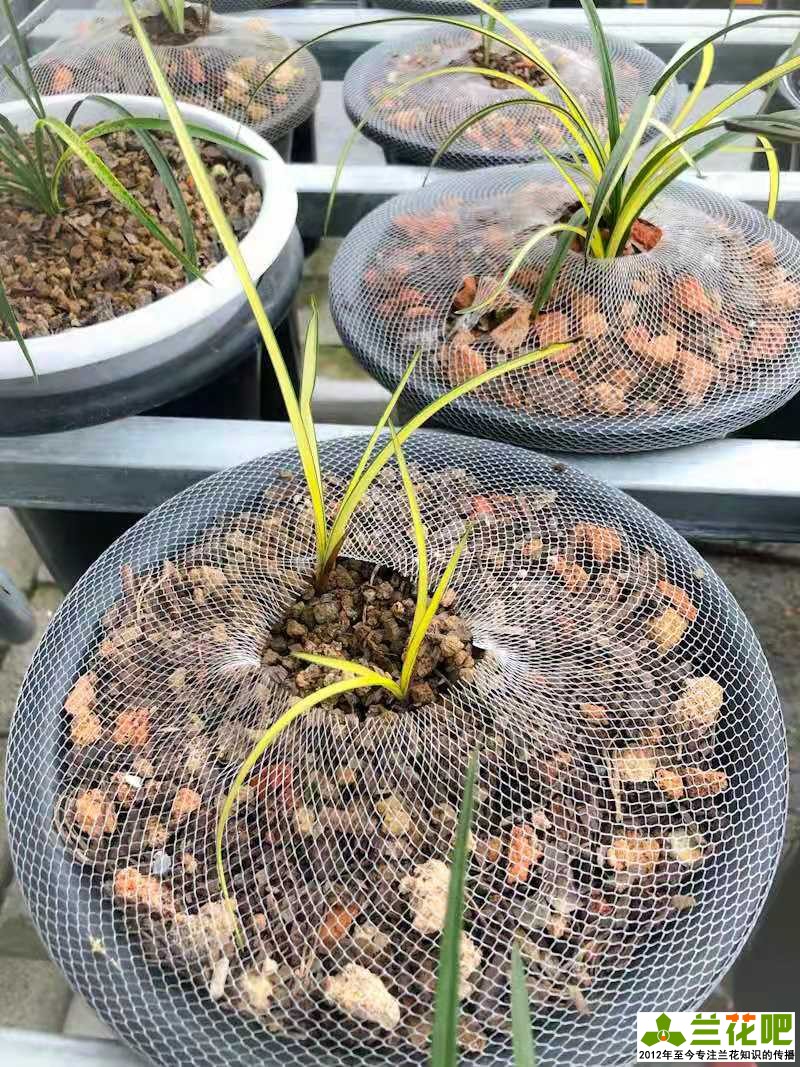 兰花换盆关注事项及养护,兰花怎么养才能快速爆盆