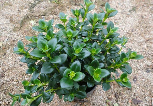 金鱼吊兰开的花最好看,金鱼吊兰开花图片