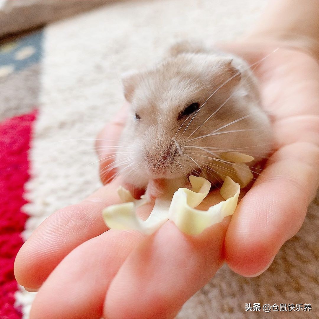 仓鼠刚到家如何防应激,仓鼠一天不吃鼠粮怎么办