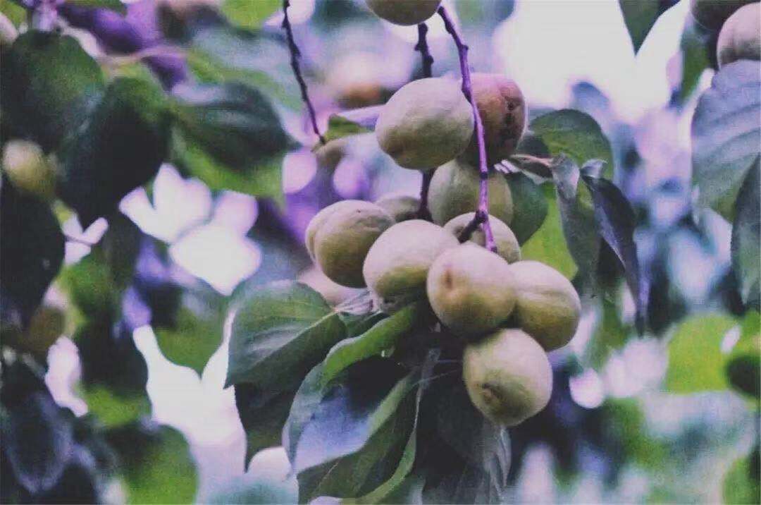 深山隐蔽的世外桃源,隐藏在乡间的世外桃源