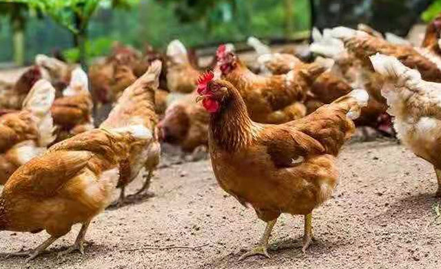 鸡咳嗽甩头呼噜用什么药治疗,鸡感冒呼噜咳嗽喂什么药最好