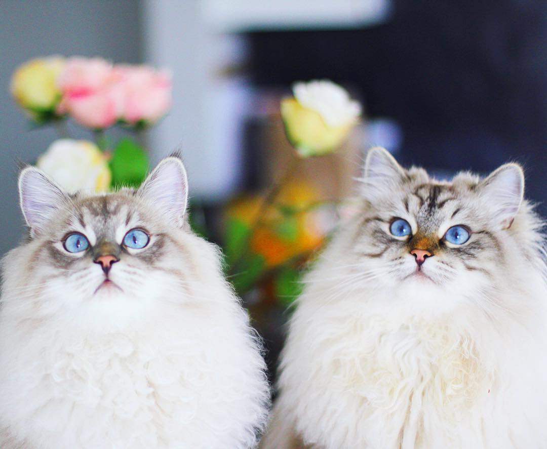 如何照护中老年猫？了解七大变化，做好这四件事，有助于猫咪长寿