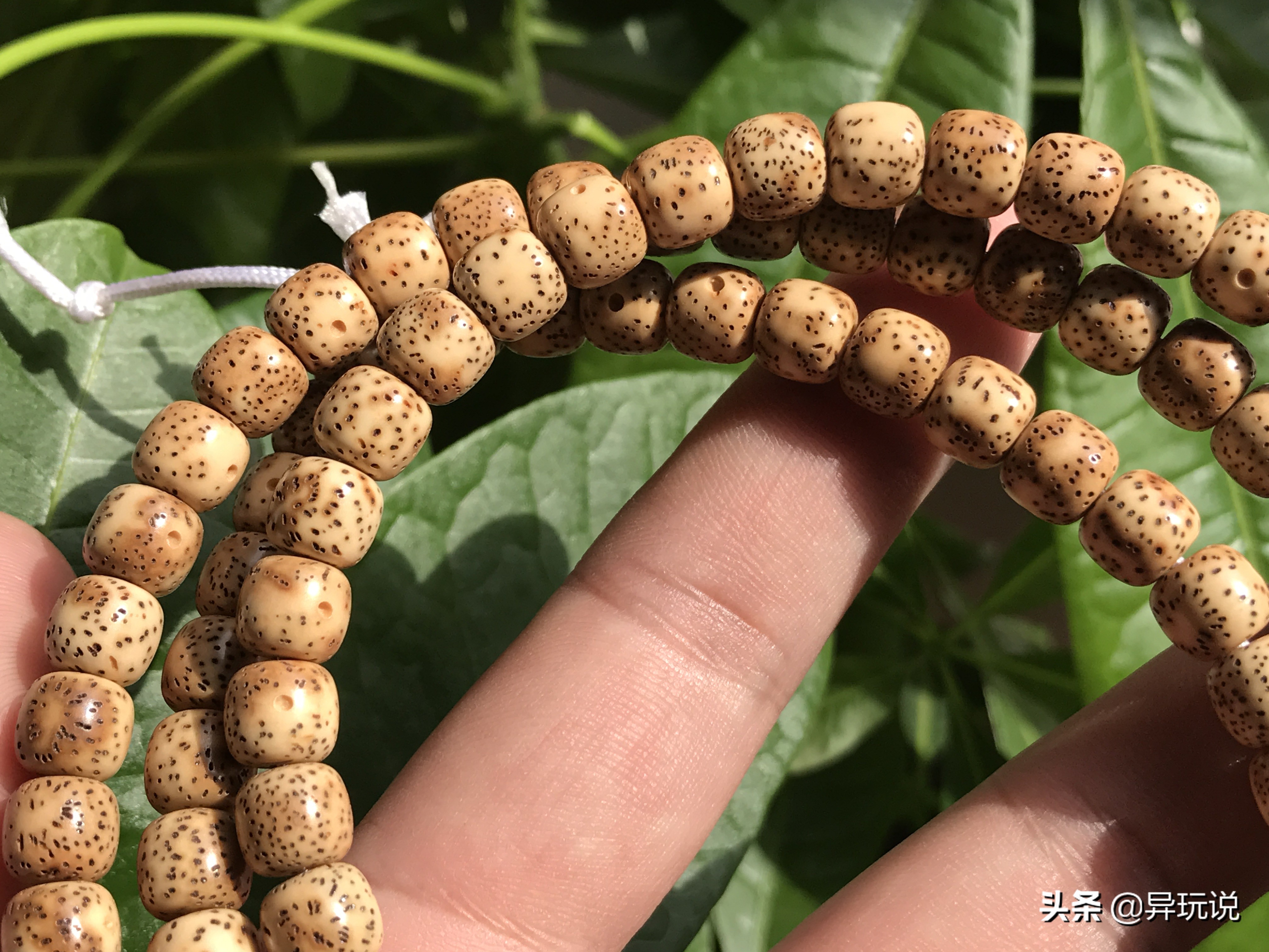 鸡油黄星月菩提盘成后的图片,鸡油黄的星月菩提买来直接上手吗