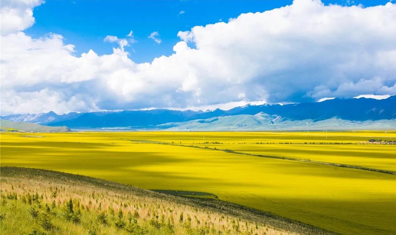 赏油菜花攻略,寻找最美油菜花可去这十大景点