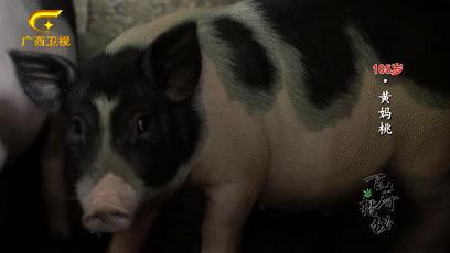 巴马的神秘之处,巴马不解之谜