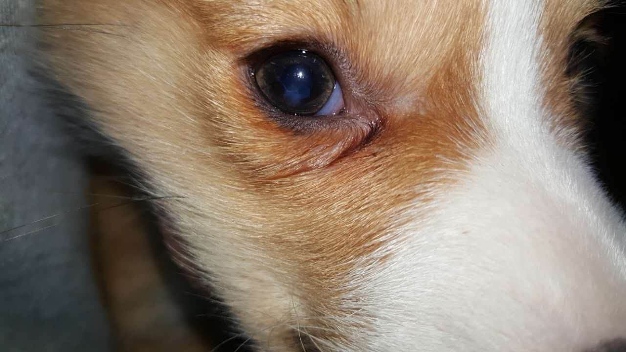 白内障会影响狗狗的寿命吗,狗狗得了白内障用什么药可以治