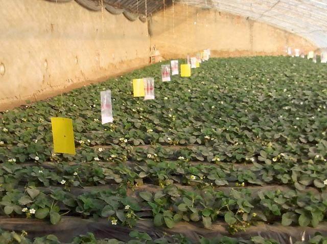 草莓蚜虫怎么治,草莓大棚蚜虫怎么处理