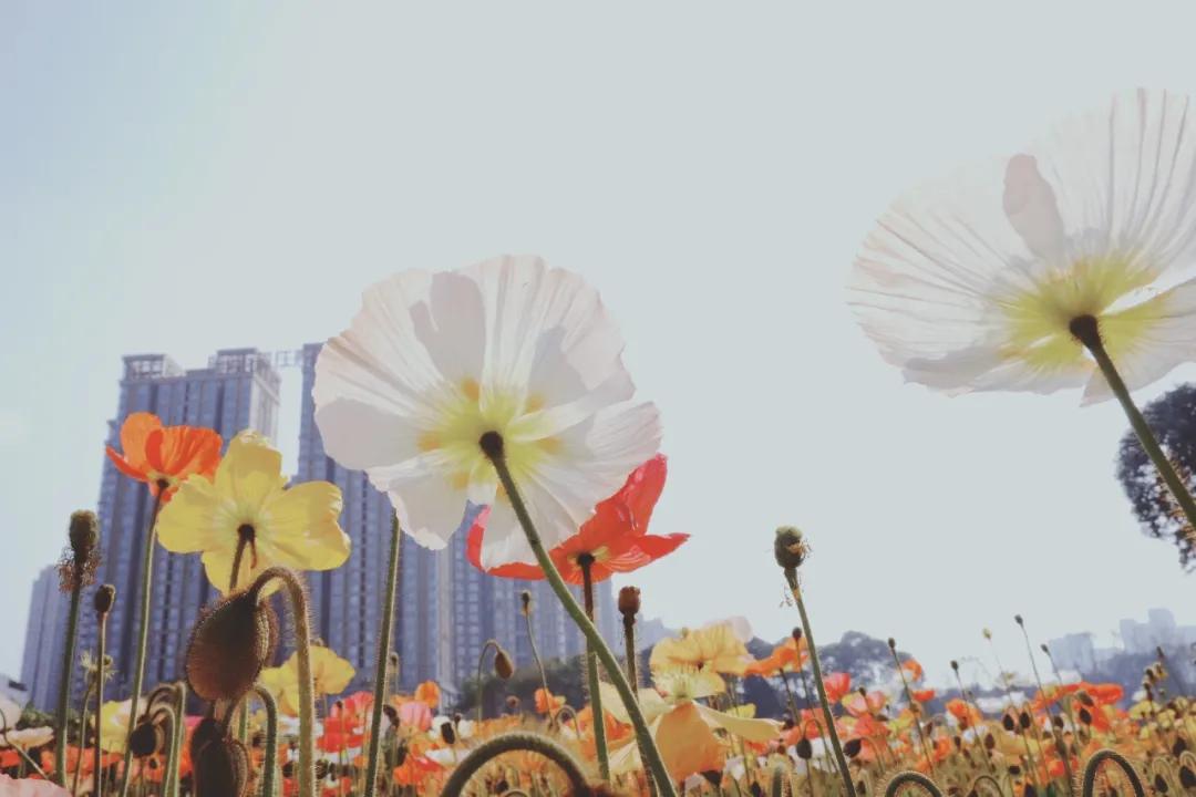 成都春游好去处周末 (成都周边周末春游推荐)