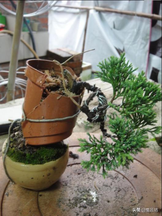 盆景干枯舍利制作,舍利干桩盆景图片