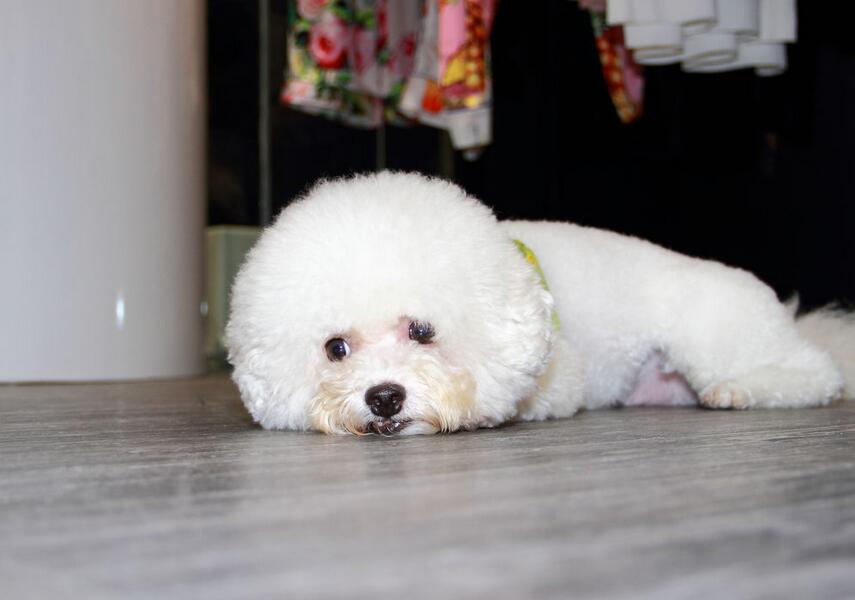 缺乏“安全感”的比熊犬，都会有这6种情况，希望你家没有