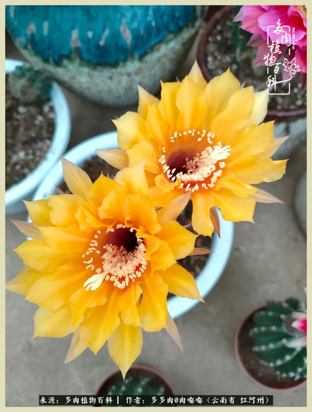 这个春天我们一起去赏花,这个季节我们一起去看花