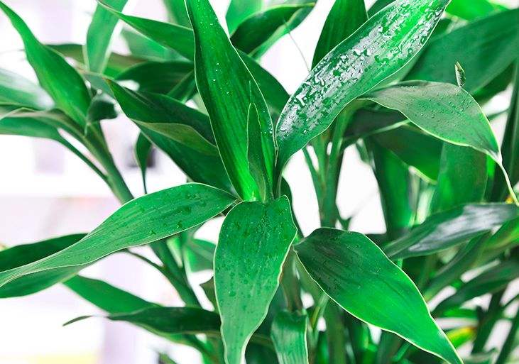 水培富贵竹黄叶怎么办如何补救,水培富贵竹黄叶烂根