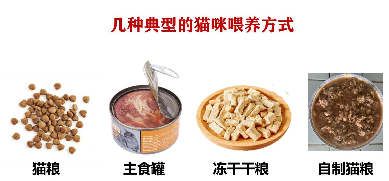 自制猫粮为什么不推荐煮而是蒸,自制猫粮有什么要求吗