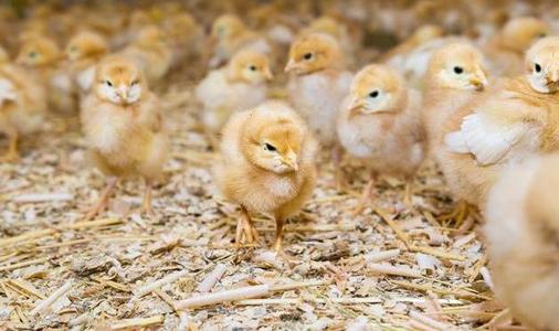 当鸡群出现打蔫，产食降落，教你如何正确用药，大群精神恢复正常