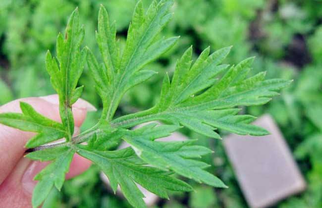 治蚊虫叮咬的可以做盆栽的野草,可以治疗蚊虫叮咬的野草