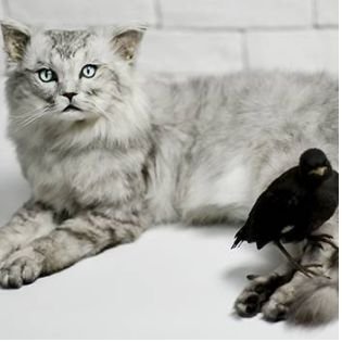 发财金点子项目,发财宠物用品