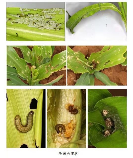 杀菌剂杀虫剂最佳组合,5种农药混配