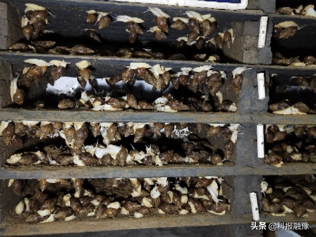 郑州残疾人养殖蜗牛,小蜗牛大财富