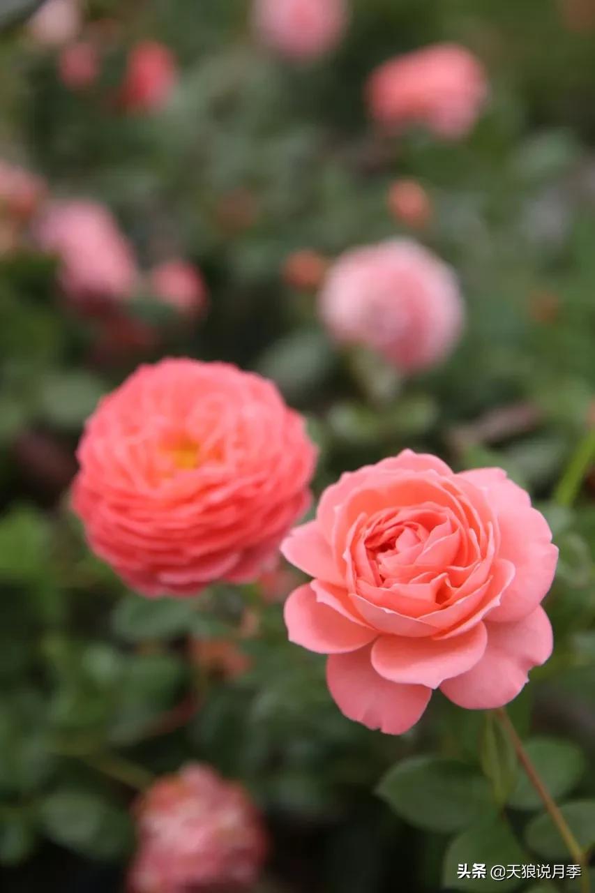 又一个十年,国产自育品种