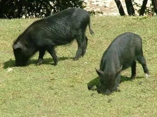 漳州市文创设计大赛,漳县农特产品