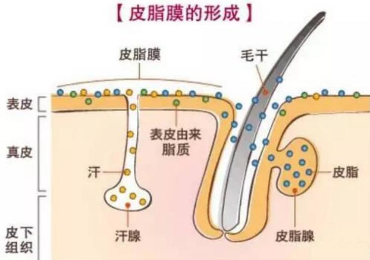 针对皮脂膜你有多少了解？