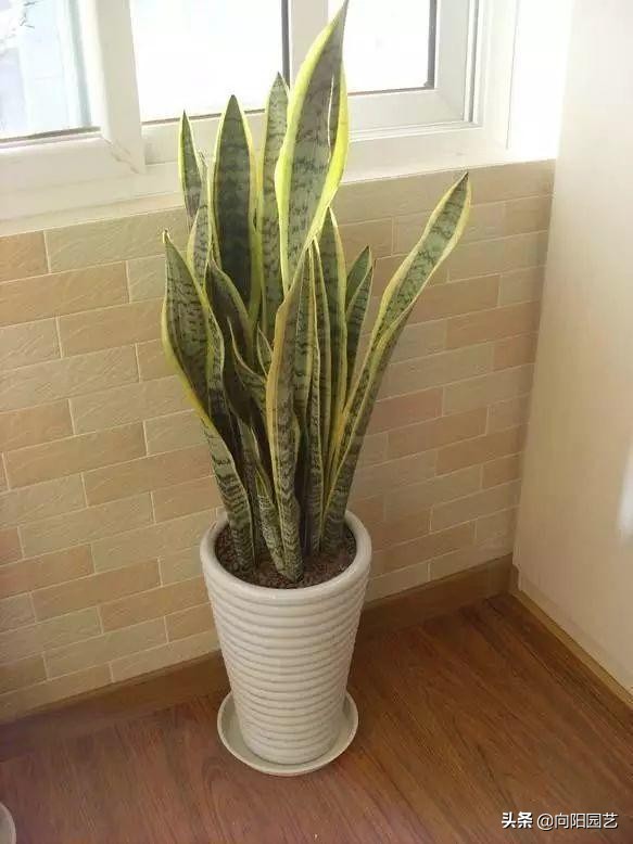 吸烟养什么植物净化,好养的二手烟克星室内植物