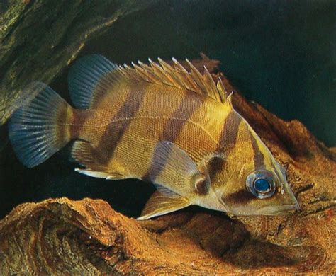 虎鱼第一天到家可以喂食吗,虎鱼和蝴蝶鲤混养怎么喂食