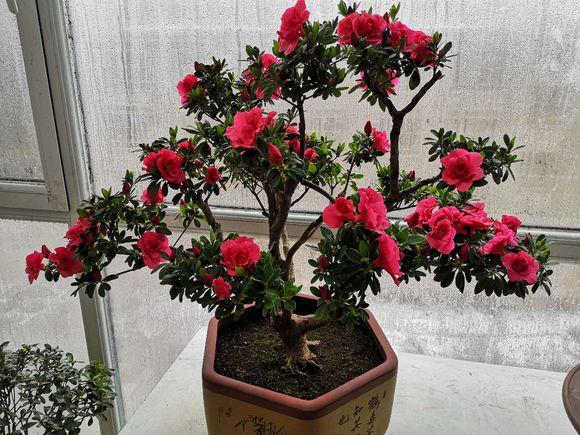 刚从花市回来的杜鹃怎么处理,刚种的杜鹃叶子枯萎