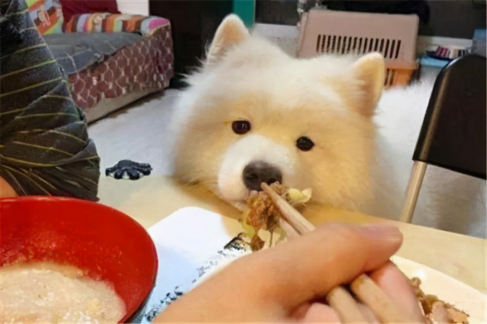 狗狗又吐又抖是什么原因,狗狗老是摇头抖耳朵是什么原因